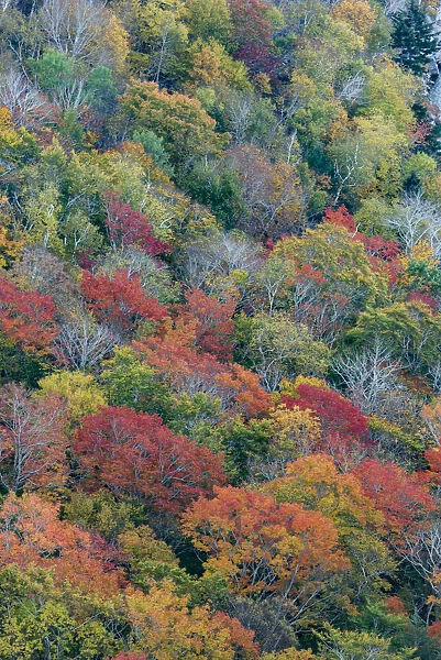 USA, Maine. Autumn foliage in the forests near Jordan Pond, Acadia National Park