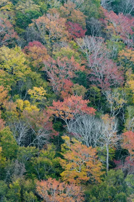 Framed Print : USA, Maine. Autumn foliage in the forests near Jordan Pond, Acadia National Park Framed Print : USA, Maine. Autumn foliage in the forests near Jordan Pond, Acadia National Park