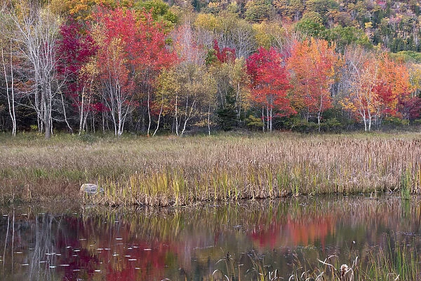 USA, Maine. Autumn foliage reflected in a pond, Acadia National Park