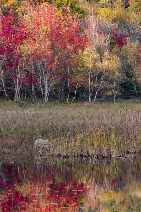 Framed Print : USA, Maine. Autumn foliage reflected in a pond, Acadia National Park Framed Print : USA, Maine. Autumn foliage reflected in a pond, Acadia National Park