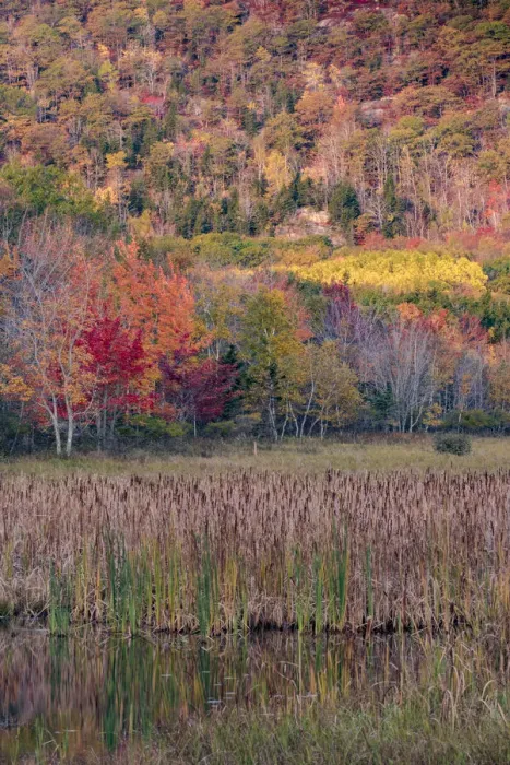 Framed Print : USA, Maine. Autumn foliage reflected in a pond, Acadia National Park