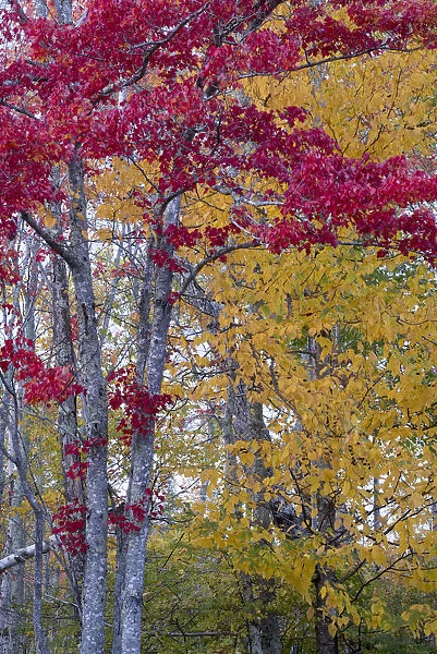 USA, Maine. Autumn foliage, Sieur de Monts, Acadia National Park