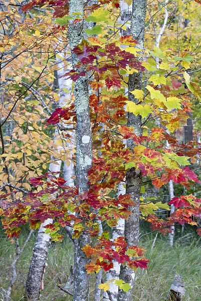 USA, Maine. Autumn foliage, Sugar Maple (Acer saccharum), Sieur de Monts, Acadia National Park