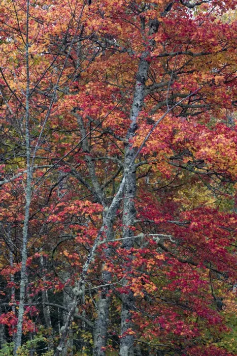 Framed Print : USA, Maine. Autumn foliage, Sugar Maple (Acer saccharum), Sieur de Monts, Acadia National Park Framed Print : USA, Maine. Autumn foliage, Sugar Maple (Acer saccharum), Sieur de Monts, Acadia National Park