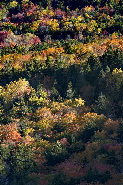 USA, Maine. Autumn foliage viewed from atop The Bubbles near Jordan Pond, Acadia National Park