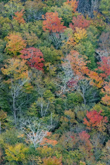 Framed Print : USA, Maine. Autumn foliage viewed from atop The Bubbles, near Jordan Pond, Acadia National Park Framed Print : USA, Maine. Autumn foliage viewed from atop The Bubbles, near Jordan Pond, Acadia National Park
