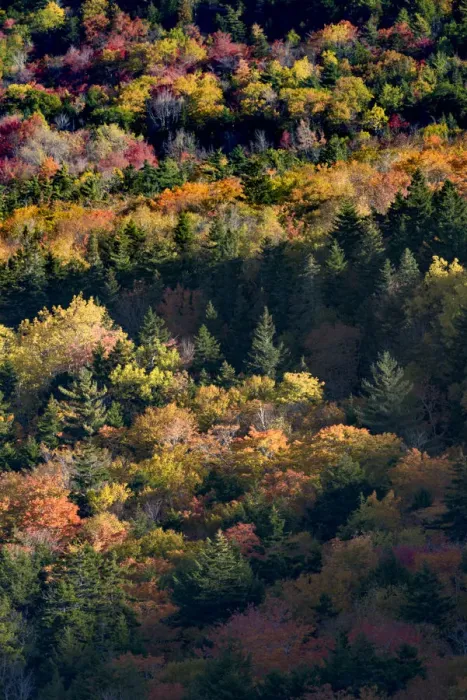 Framed Print : USA, Maine. Autumn foliage viewed from atop The Bubbles near Jordan Pond, Acadia National Park Framed Print : USA, Maine. Autumn foliage viewed from atop The Bubbles near Jordan Pond, Acadia National Park