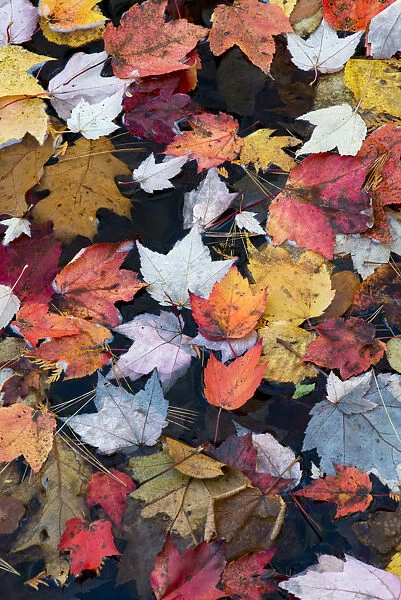 USA, Maine. Autumn leaves on Duck Brook, Acadia National Park