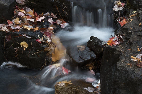 USA, Maine. Autumn leaves along small waterfall on Duck Brook, Acadia National Park