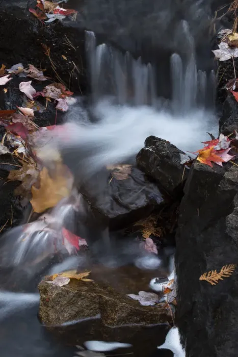 Framed Print : USA, Maine. Autumn leaves along small waterfall on Duck Brook, Acadia National Park Framed Print : USA, Maine. Autumn leaves along small waterfall on Duck Brook, Acadia National Park