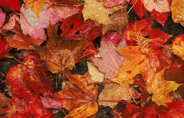 USA, Maine. Autumn maple leaves. Credit as: Marie Bush  /  Jaynes Gallery  /  DanitaDelimont