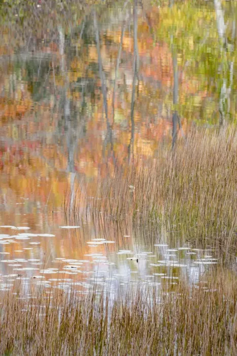 Framed Print : USA, Maine. Autumn reflections and grasses on New Mills Meadow Pond, Acadia National Park Framed Print : USA, Maine. Autumn reflections and grasses on New Mills Meadow Pond, Acadia National Park