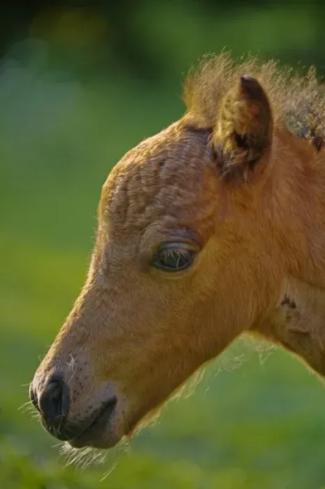 Framed Print : USA, Maine, Bath. Close-up portrait of a miniature horse at sunset Framed Print : USA, Maine, Bath. Close-up portrait of a miniature horse at sunset