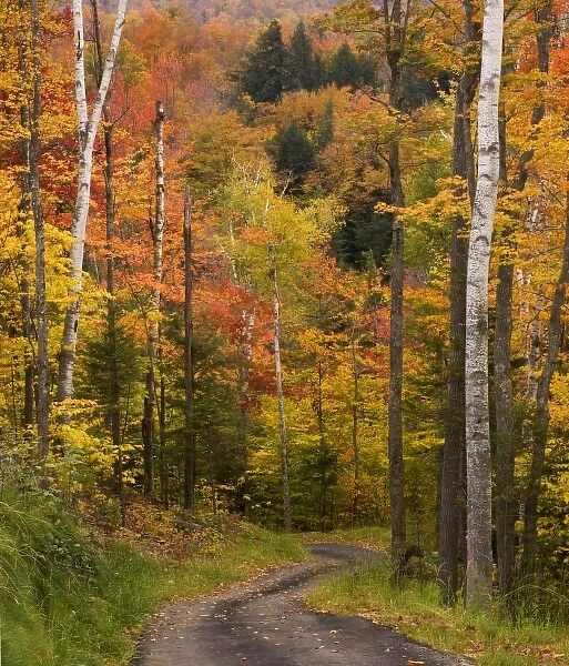 USA, Maine, Bethel. Winding lane through autumn trees