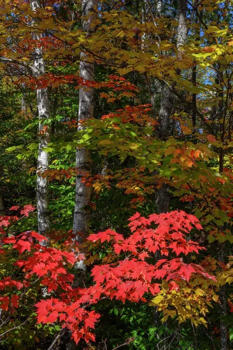 Framed Print : USA, Maine. Birch trunks and Fall foliage, Katahdin Region