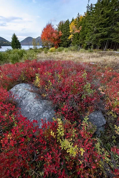 USA, Maine. Boulders nestled among low bush blueberry near Jordan Pond and The Bubbles