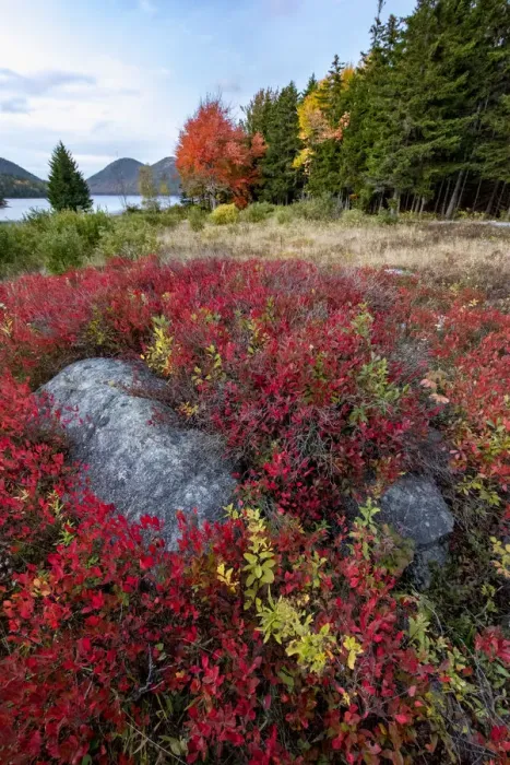 Framed Print : USA, Maine. Boulders nestled among low bush blueberry near Jordan Pond and The Bubbles Framed Print : USA, Maine. Boulders nestled among low bush blueberry near Jordan Pond and The Bubbles