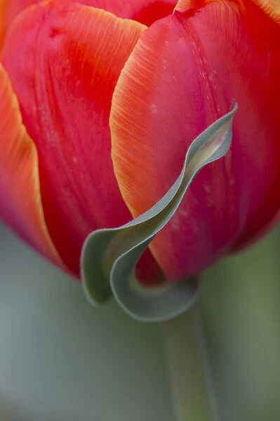 USA, Maine, Cape Elizabeth. Sepal tulip flower