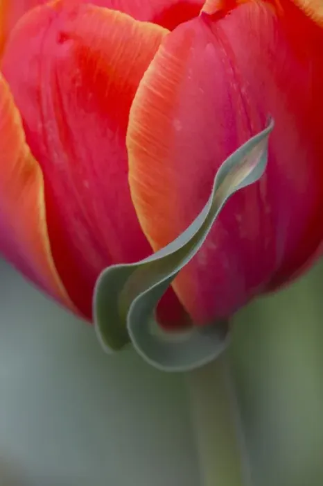 Framed Print : USA, Maine, Cape Elizabeth. Sepal tulip flower Framed Print : USA, Maine, Cape Elizabeth. Sepal tulip flower