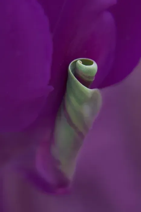 Framed Print : USA, Maine, Cape Elizabeth. Twisted tulip petal Framed Print : USA, Maine, Cape Elizabeth. Twisted tulip petal