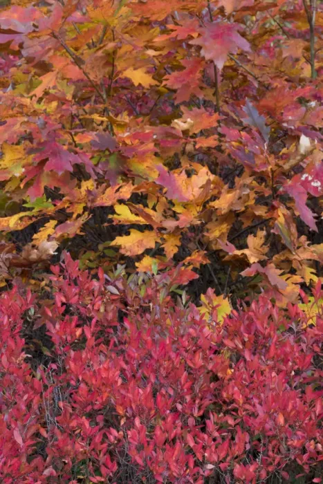 Framed Print : USA, Maine. Colorful autumn colors of Low Bush Blueberry and Bigleaf Maple, Acadia National Park Framed Print : USA, Maine. Colorful autumn colors of Low Bush Blueberry and Bigleaf Maple, Acadia National Park