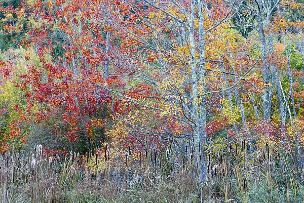USA, Maine. Colorful autumn foliage in the forests of Sieur de Monts, Acadia National Park