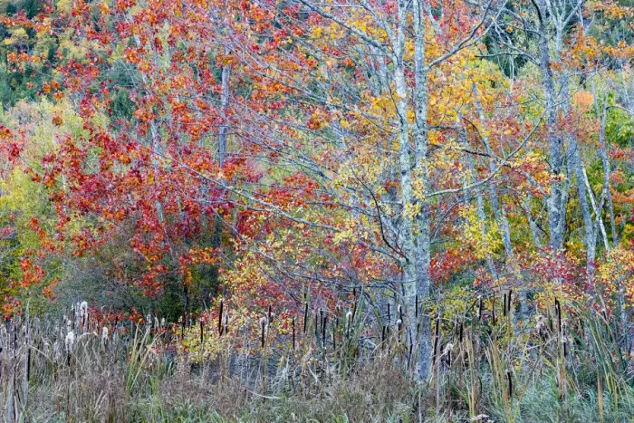 Framed Print : USA, Maine. Colorful autumn foliage in the forests of Sieur de Monts, Acadia National Park