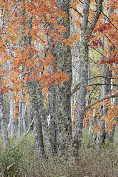 Framed Print : USA, Maine. Colorful autumn foliage in the forests of Sieur de Monts Nature Center