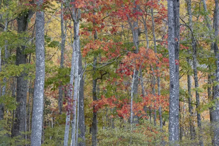 Framed Print : USA, Maine. Colorful autumn foliage in the forests of Sieur de Monts Nature Center Framed Print : USA, Maine. Colorful autumn foliage in the forests of Sieur de Monts Nature Center