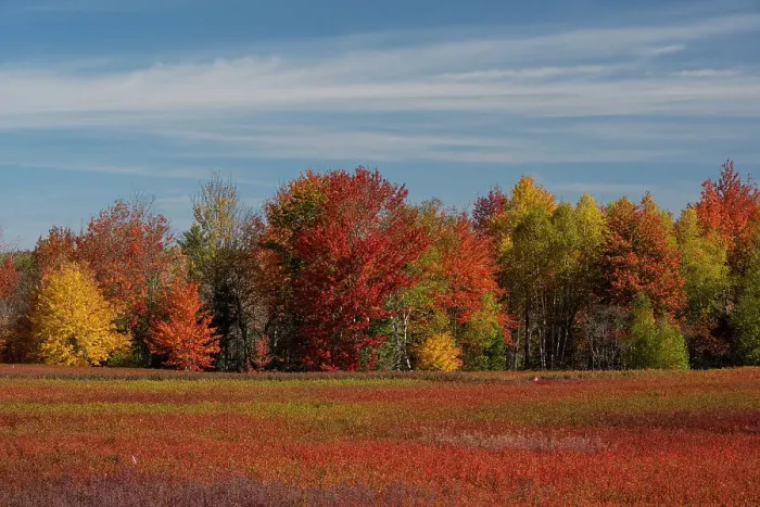 Framed Print : USA, Maine. Colorful fall foliage and Blueberry farm near Cherryfield