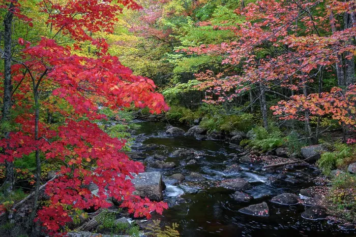 Framed Print : USA, Maine. Colorful fall foliage along creek near Cherryfield Framed Print : USA, Maine. Colorful fall foliage along creek near Cherryfield