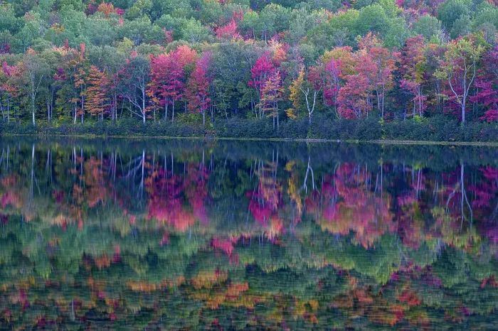 Framed Print : USA, Maine. Colorful foliage reflected in South Branch Pond, Baxter State Park Framed Print : USA, Maine. Colorful foliage reflected in South Branch Pond, Baxter State Park