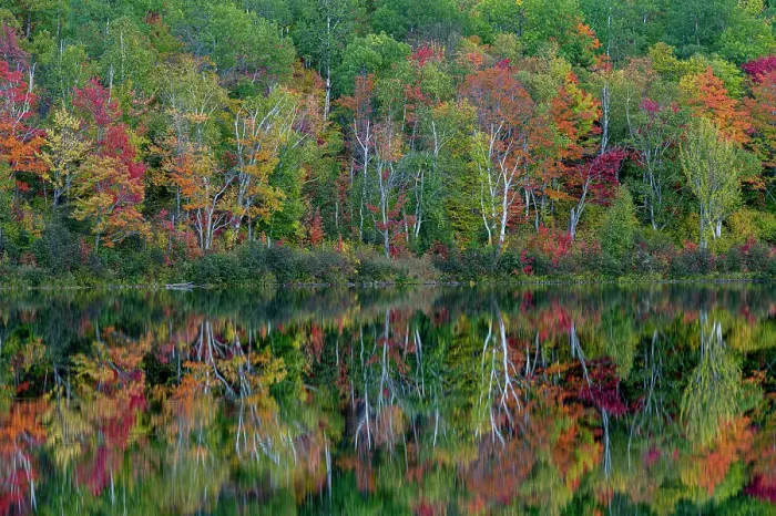 Framed Print : USA, Maine. Colorful foliage reflected in South Branch Pond, Baxter State Park Framed Print : USA, Maine. Colorful foliage reflected in South Branch Pond, Baxter State Park
