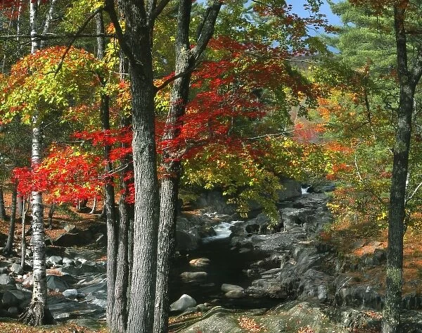 USA, Maine, Coos Canyon. Fall-colored trees line Swift River