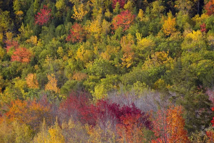 Framed Print : USA, Maine. Fall foliage in Acadia National Park