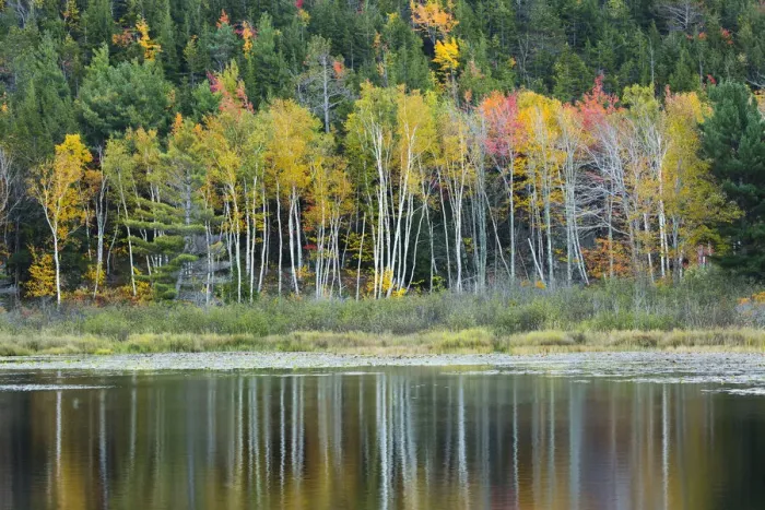 Framed Print : USA, Maine. Fall reflections at Beaver Dam Pond in Acadia National Park Framed Print : USA, Maine. Fall reflections at Beaver Dam Pond in Acadia National Park
