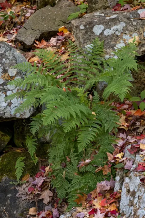 Framed Print : USA, Maine. Ferns growing among autumn foliage and boulders along Duck Brook, Acadia National Park Framed Print : USA, Maine. Ferns growing among autumn foliage and boulders along Duck Brook, Acadia National Park