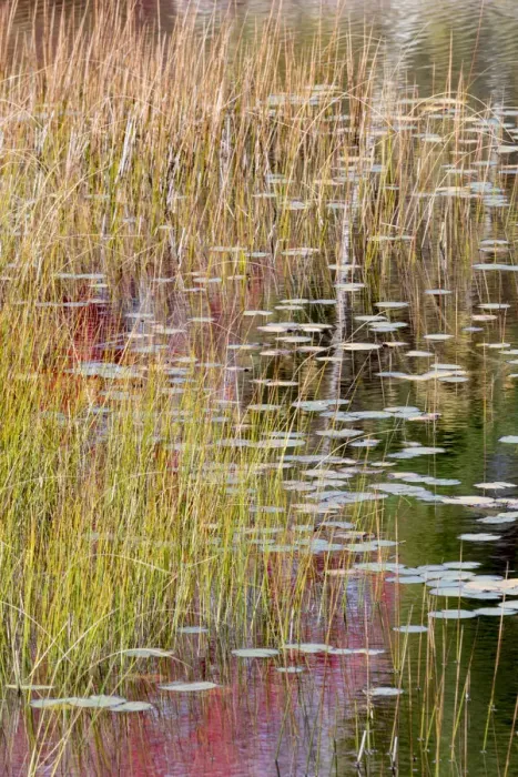Framed Print : USA, Maine. Grasses and lily pads on New Mills Meadow Pond, Acadia National Park Framed Print : USA, Maine. Grasses and lily pads on New Mills Meadow Pond, Acadia National Park