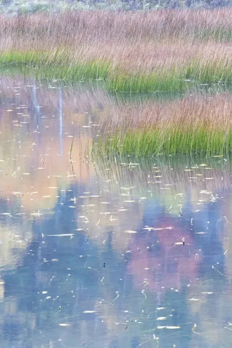 Framed Print : USA, Maine. Grasses and lily pads with reflections, the Tarn. Acadia National Park Framed Print : USA, Maine. Grasses and lily pads with reflections, the Tarn. Acadia National Park