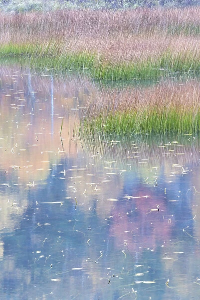 USA, Maine. Grasses and lily pads with reflections, the Tarn. Acadia National Park