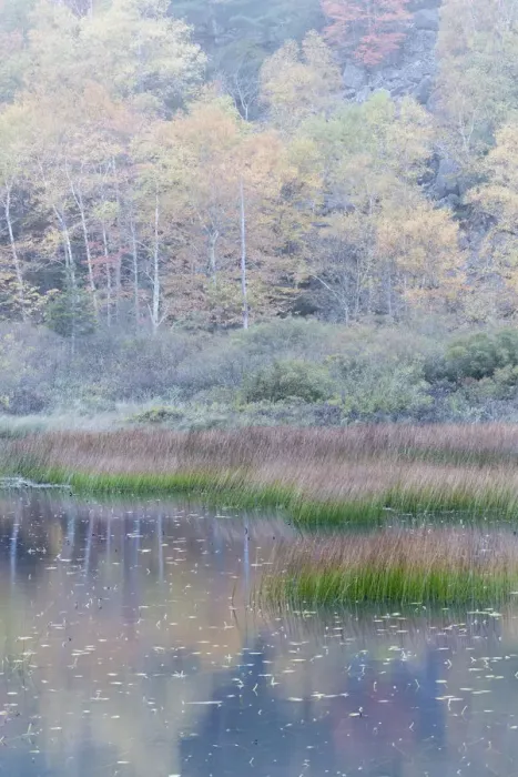 Framed Print : USA, Maine. Grasses and water lily pads with reflections, the Tarn, Acadia National Park Framed Print : USA, Maine. Grasses and water lily pads with reflections, the Tarn, Acadia National Park