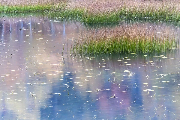 USA, Maine. Grasses and water lily pads with reflections, the Tarn, Acadia National Park
