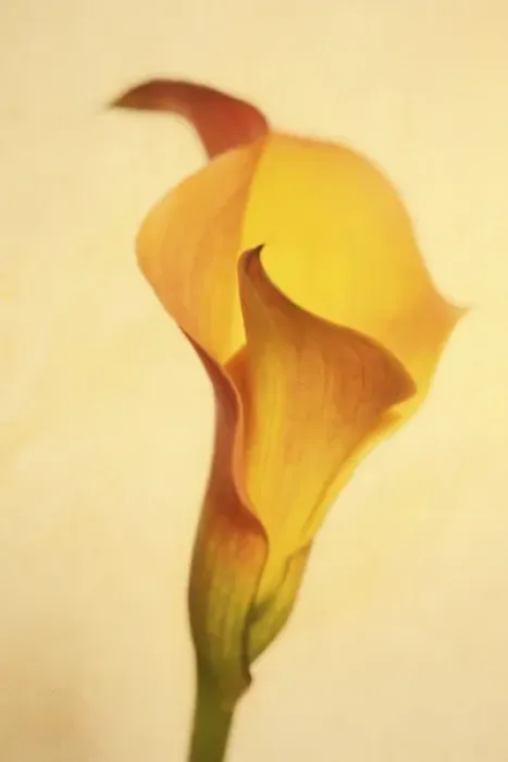 Framed Print : USA, Maine, Harpswell. Calla lily close-up