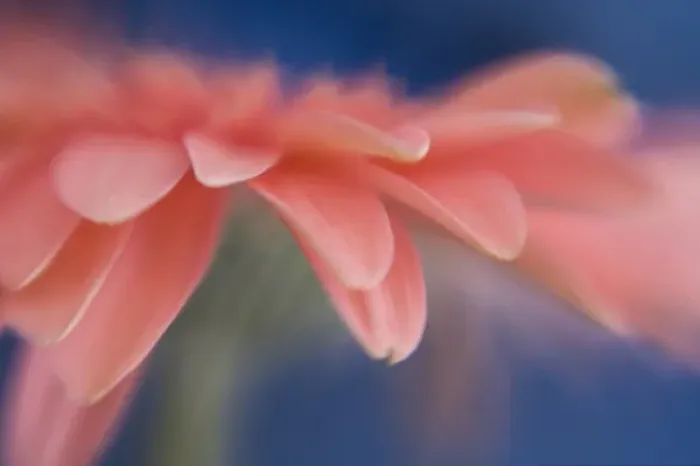 Framed Print : USA, Maine, Harpswell. Close-up abstract of pink gerbera flower