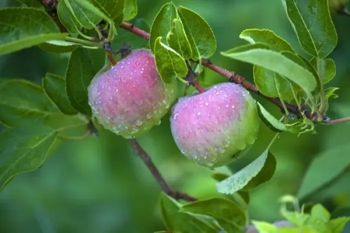 Framed Print : USA, Maine, Harpswell. Close-up of dew-covered apples on tree