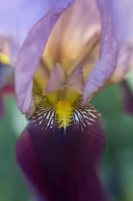 Framed Print : USA, Maine, Harpswell. Close-up of iris flower Framed Print : USA, Maine, Harpswell. Close-up of iris flower