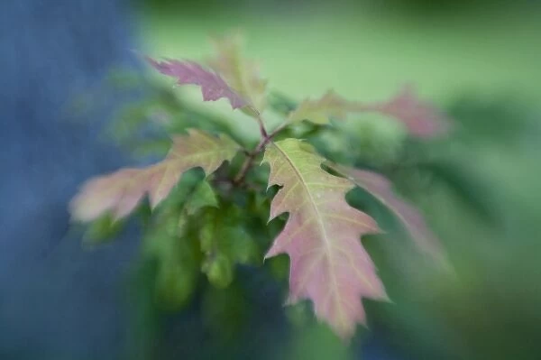 USA, Maine, Harpswell. Close-up of oak leaves in early autumn