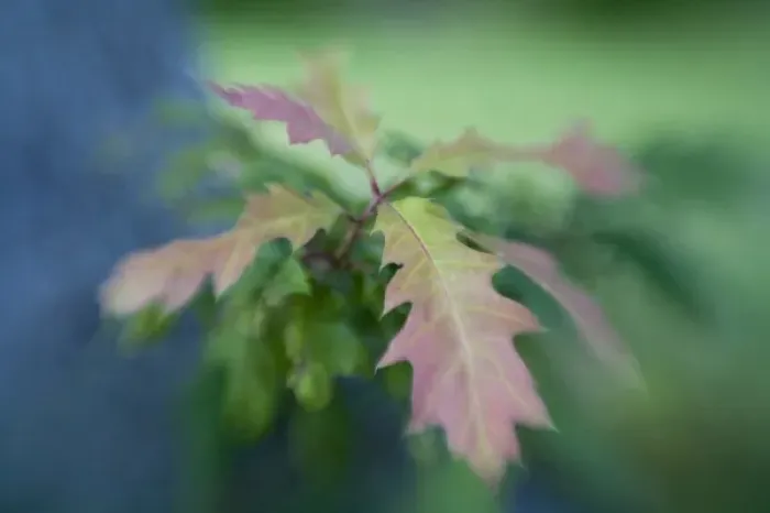 Framed Print : USA, Maine, Harpswell. Close-up of oak leaves in early autumn Framed Print : USA, Maine, Harpswell. Close-up of oak leaves in early autumn