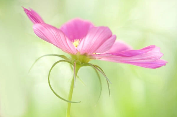 USA, Maine, Harpswell. Close-up of a pink cosmos