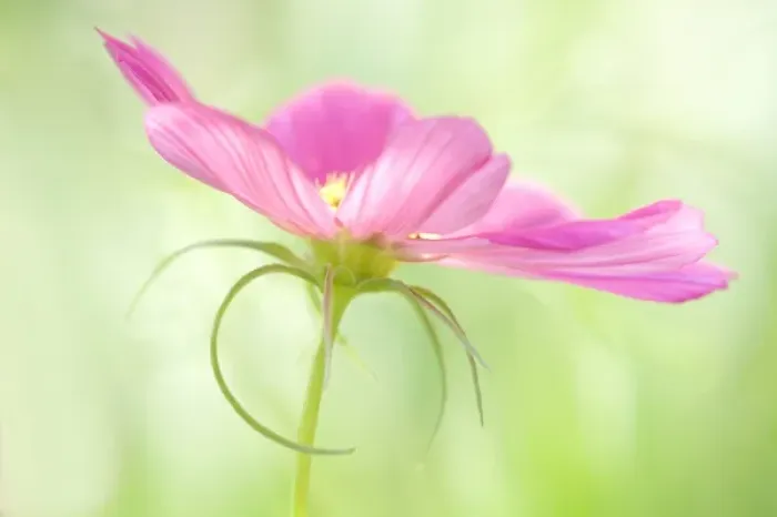 Framed Print : USA, Maine, Harpswell. Close-up of a pink cosmos Framed Print : USA, Maine, Harpswell. Close-up of a pink cosmos